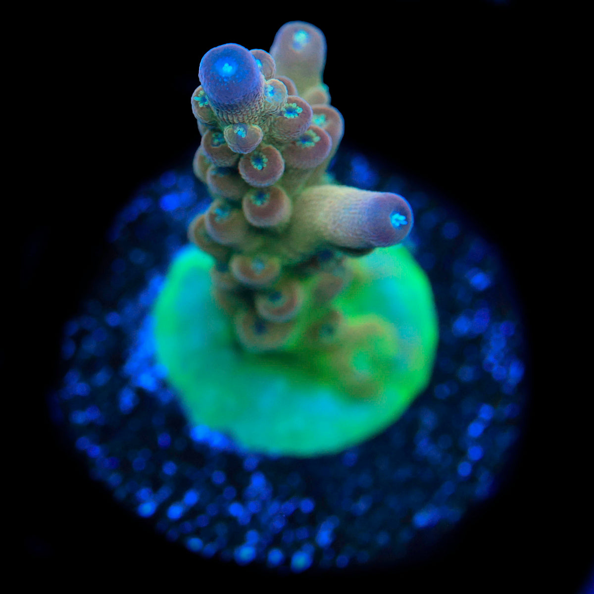TGC Innercore