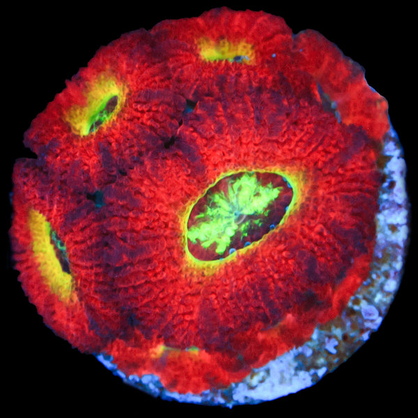 Ring of Fire Acan