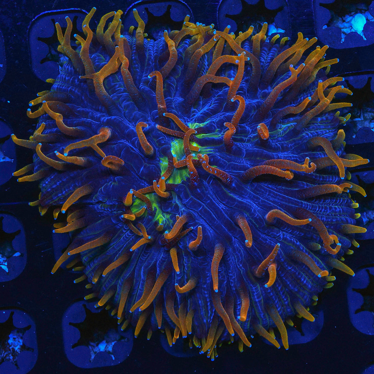 Flame Tip Diaseris Coral