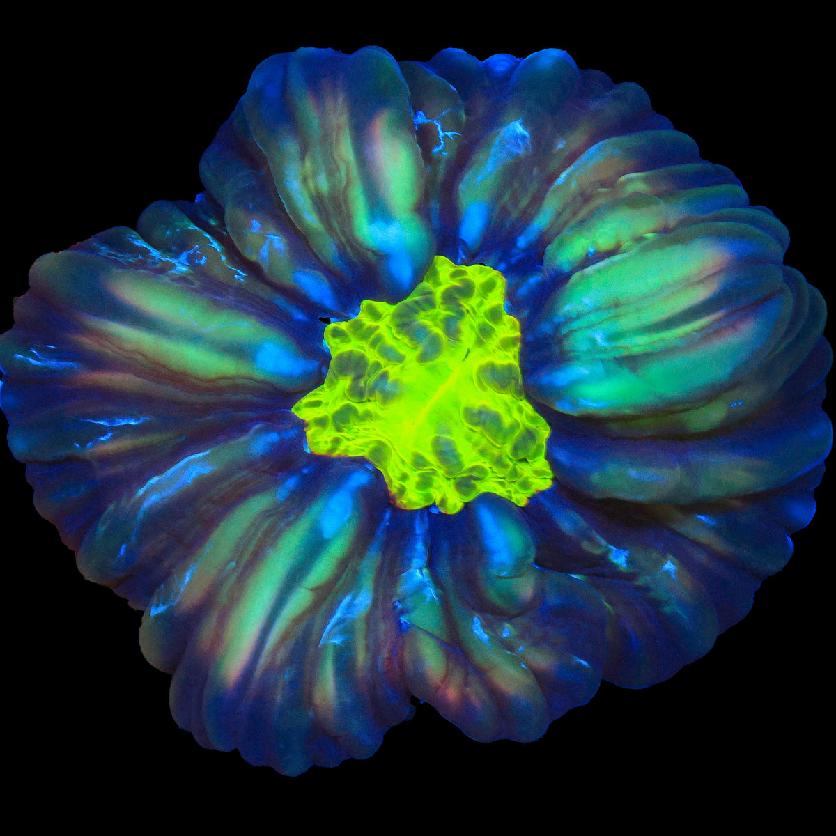 Cynarina Coral