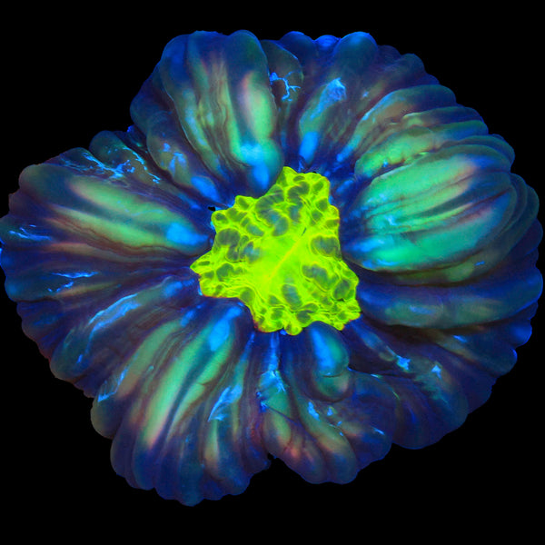 Cynarina Coral