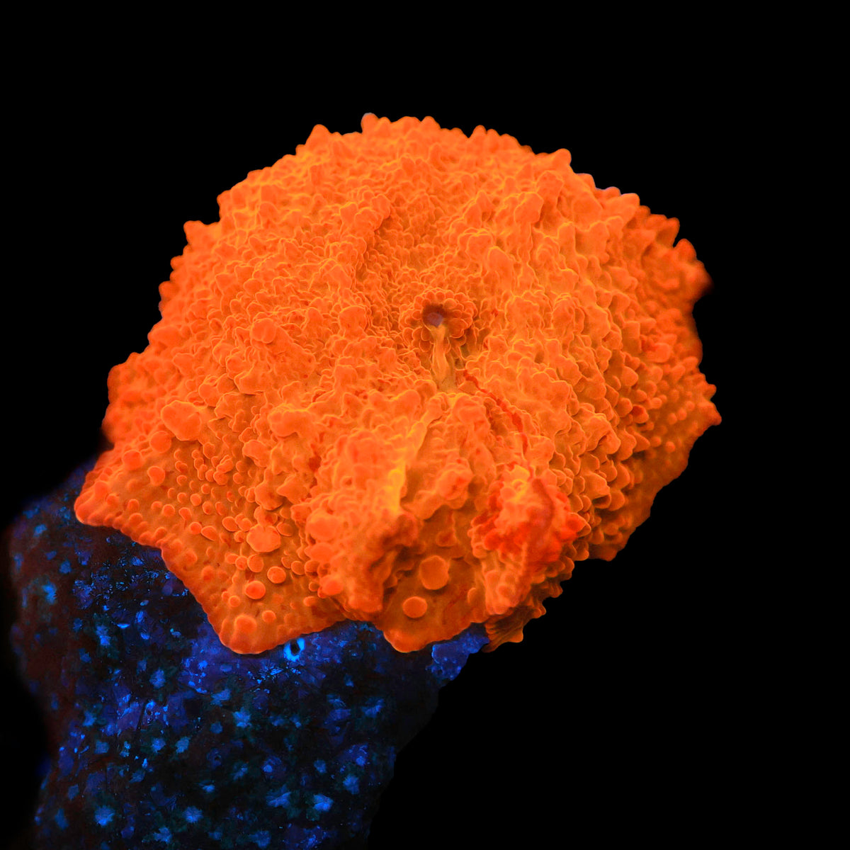 Jaw Breaker Mushroom