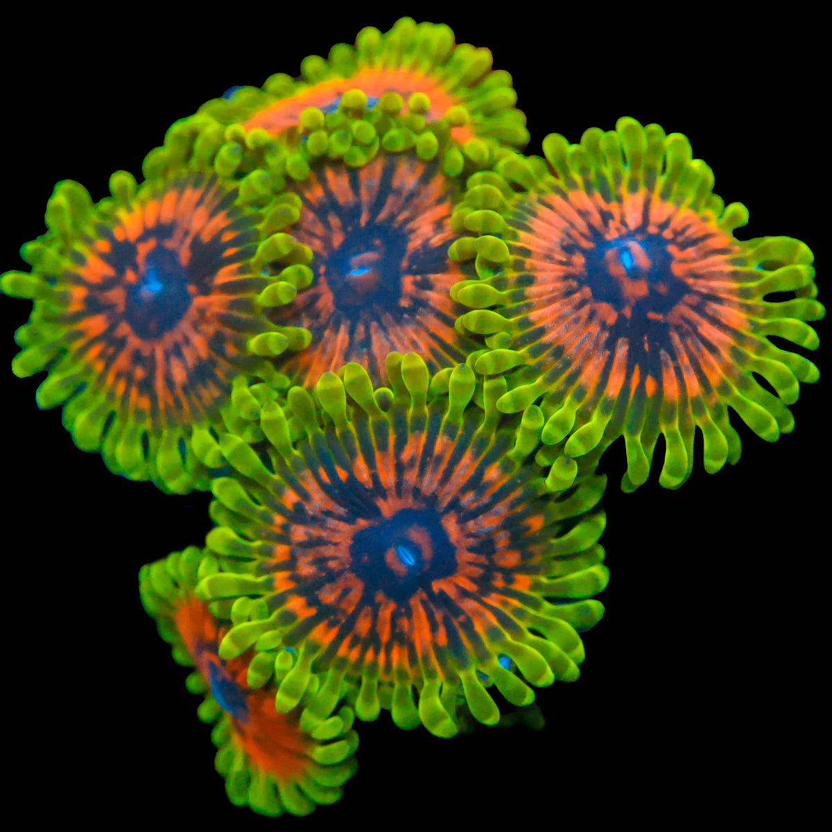 Predator Zoa