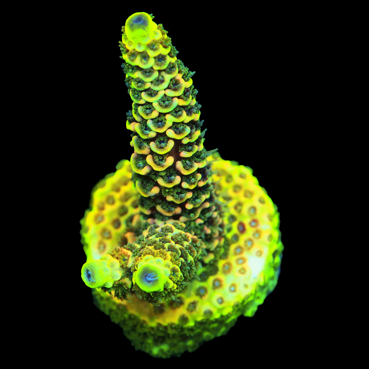 Rainbow Splice