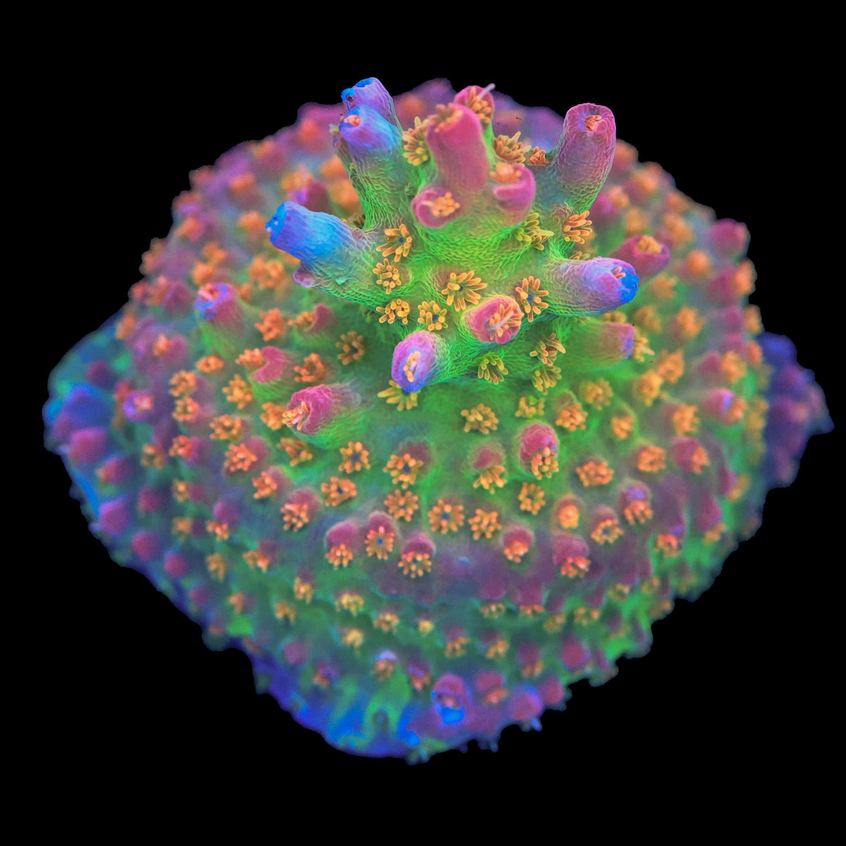 Vivid Confetti