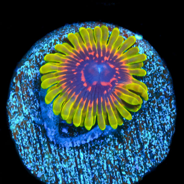 Predator Zoa