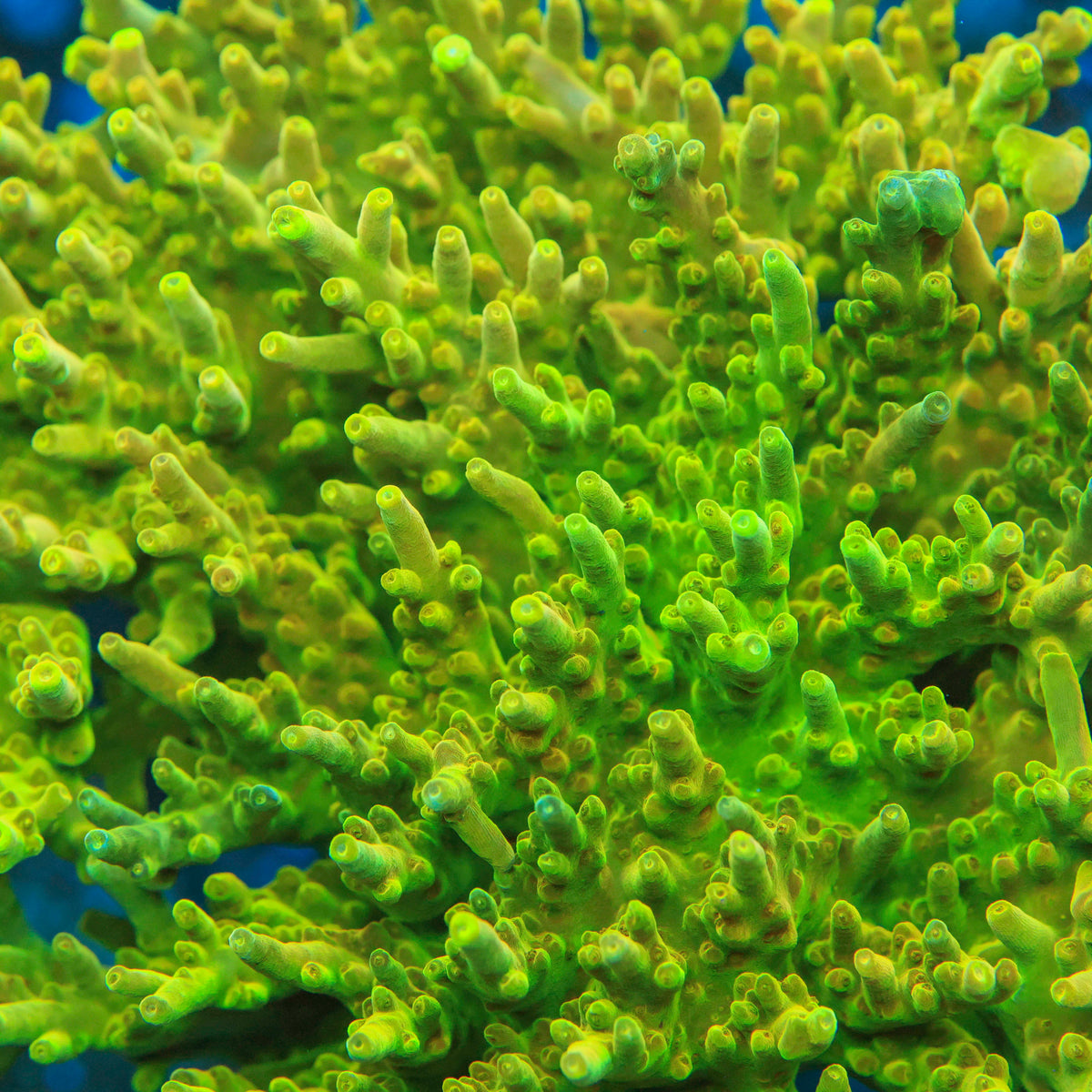 CB Golden Jawdropper Acro