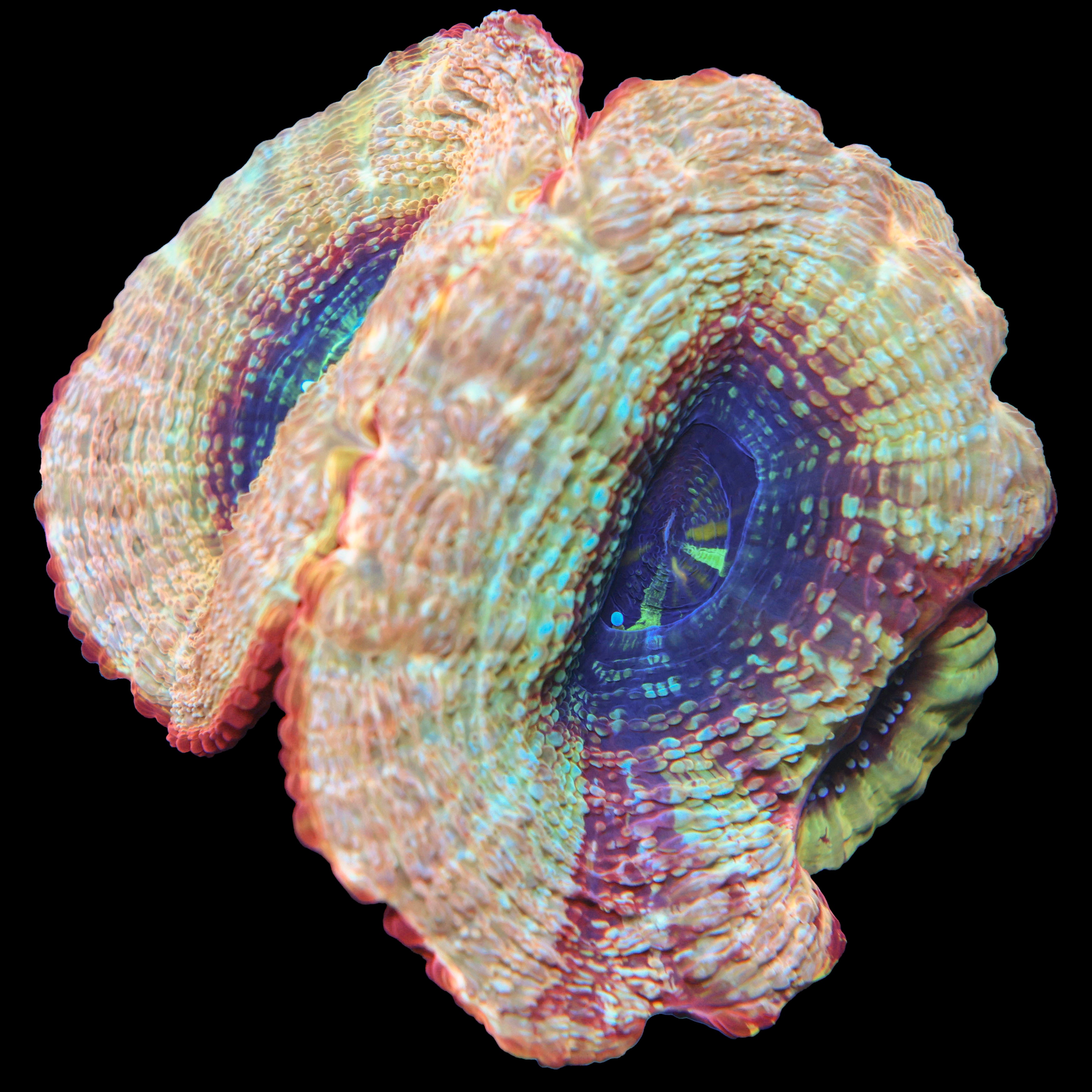 TRC Dragon Eye Bowerbanki
