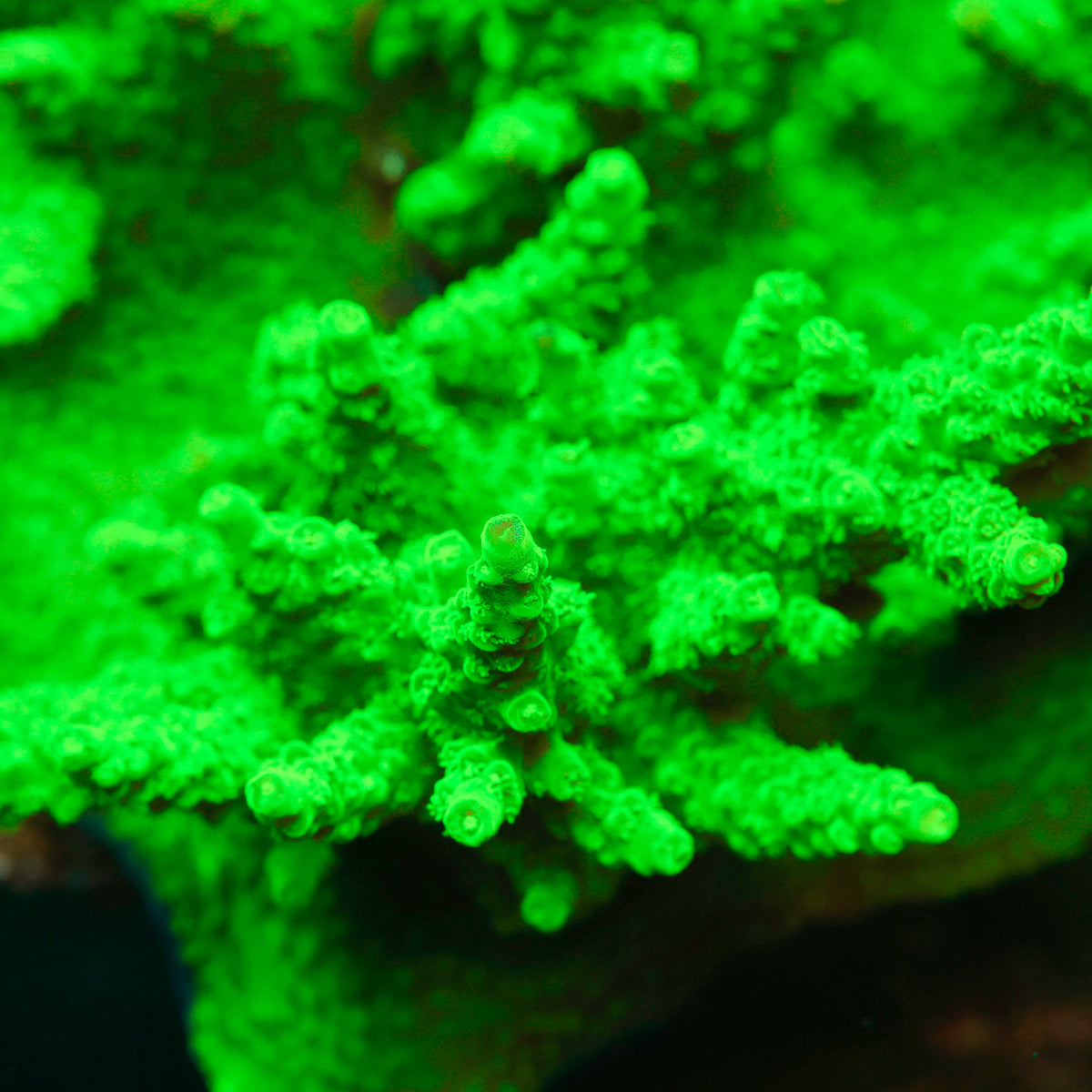 Green Slimer Acro