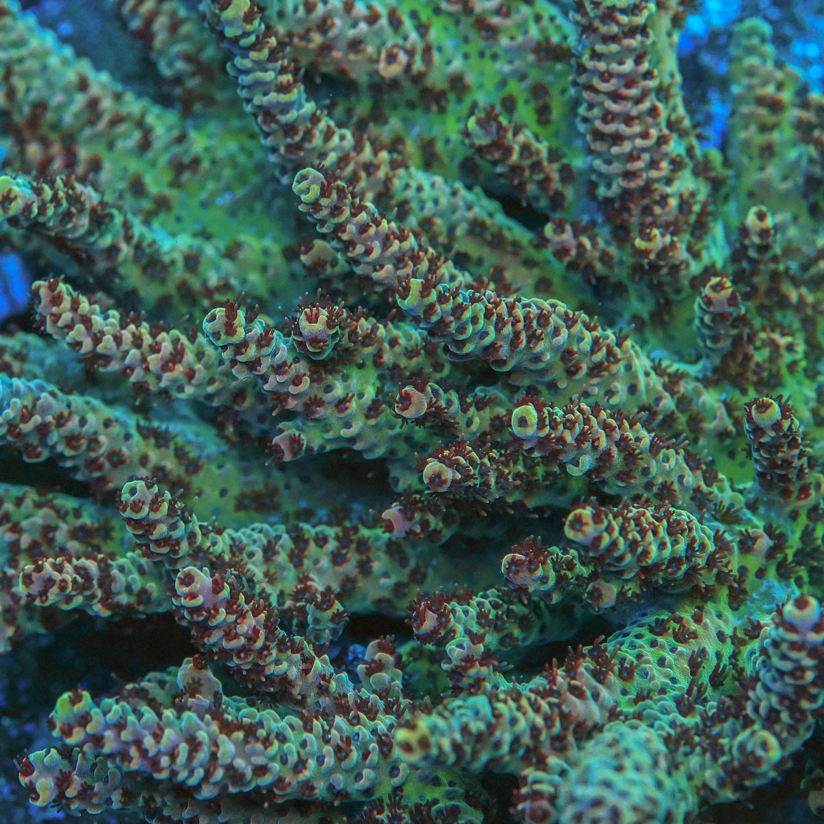Fury Acro