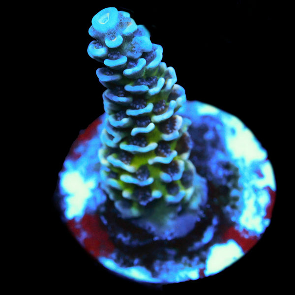 Reef Raft USA