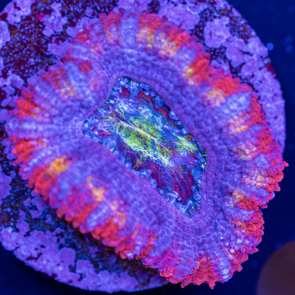 Rainbow Acan Frag