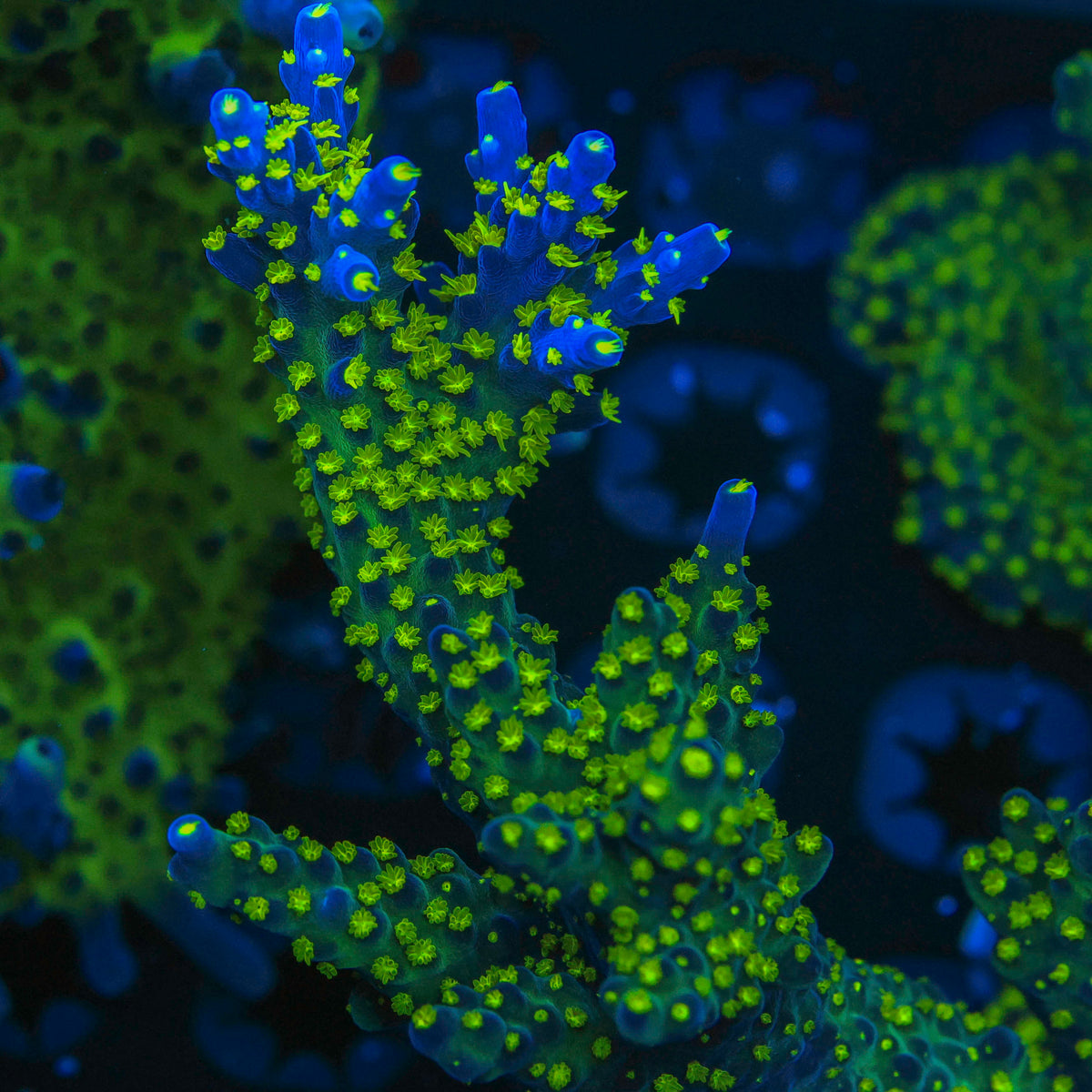 Tri Color Acropora