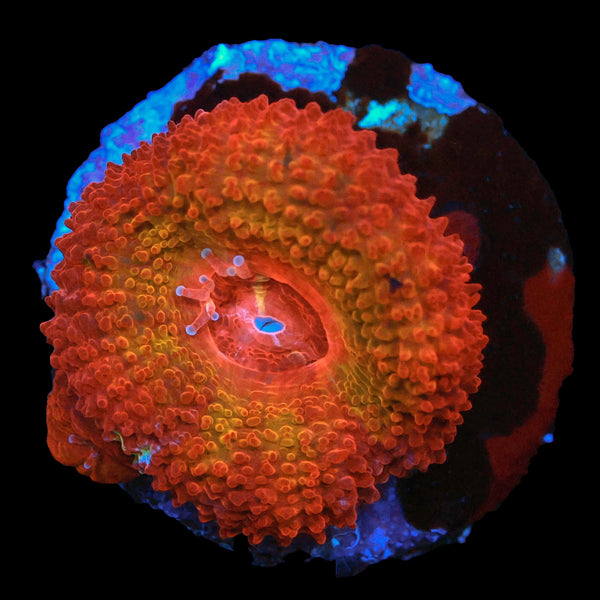 Solar Flare Acan