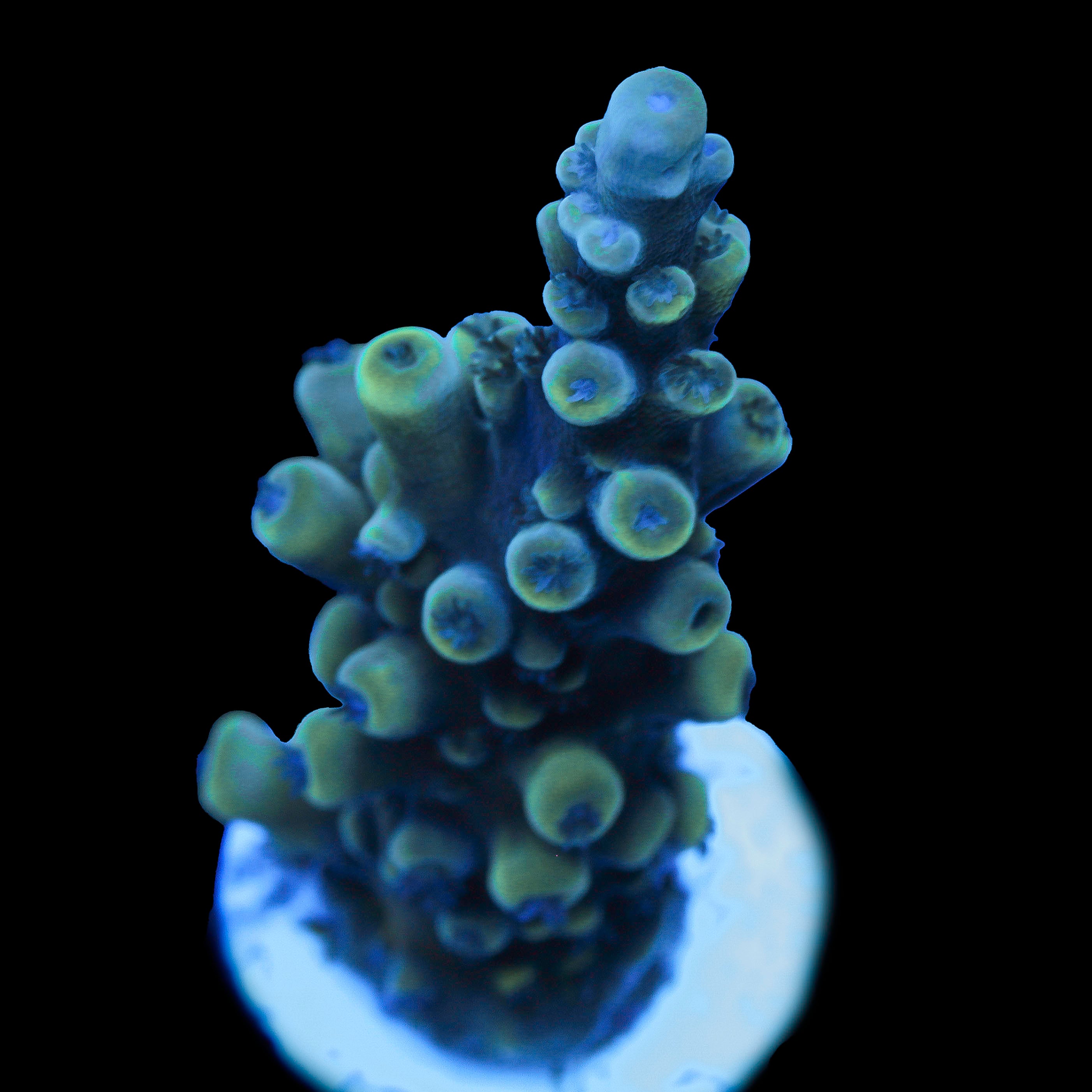 Oregon Blue Tort