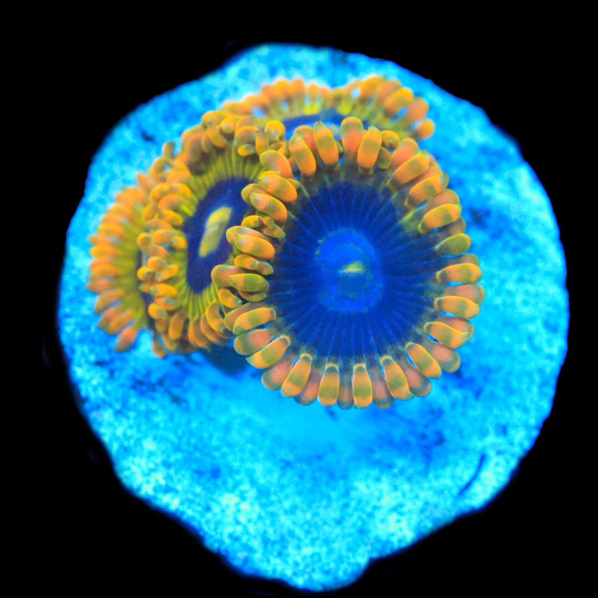 Rainbow Yoda Zoa