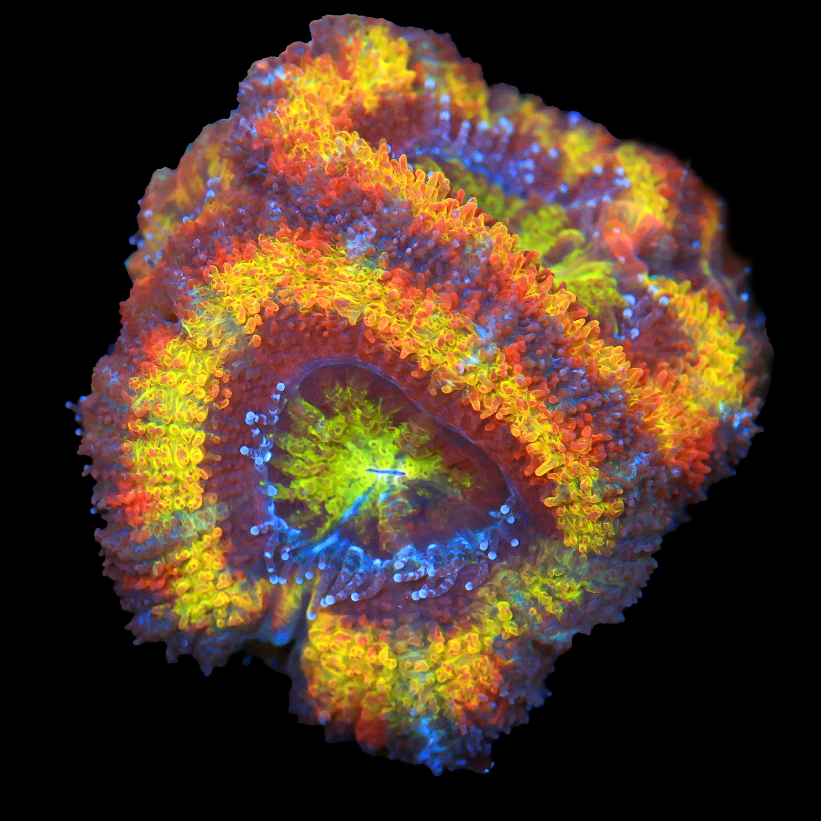 TRC Solar Rainbow Flare