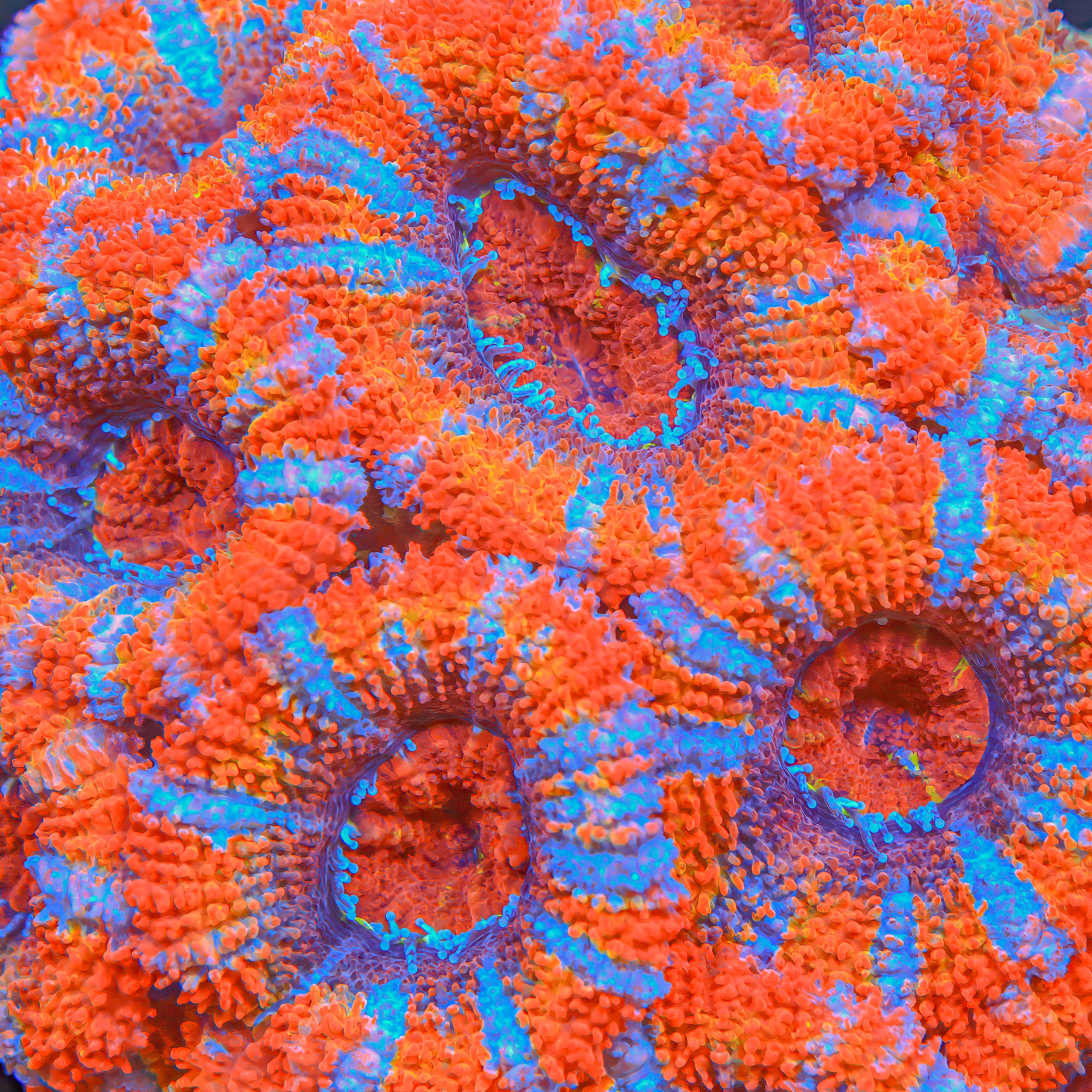 TRC'S Spiked Hi-C Acan