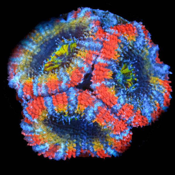 Pacific Rim Acan