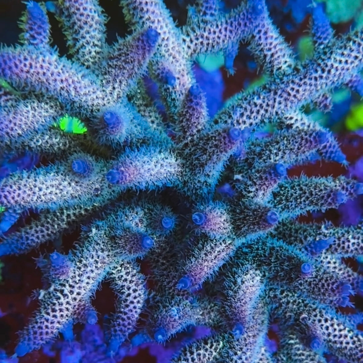 Raising Reef Blue Flame 50% off (3 month delay)