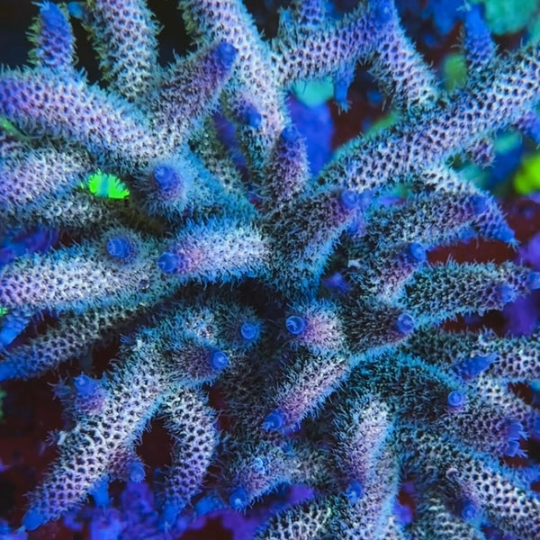 Raising Reef Blue Flame 50% off (3 month delay)