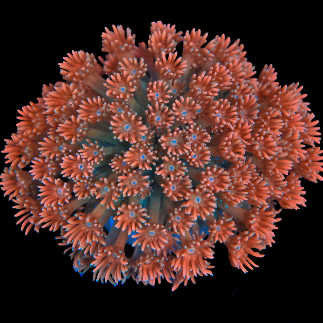 Peach Passion Goni