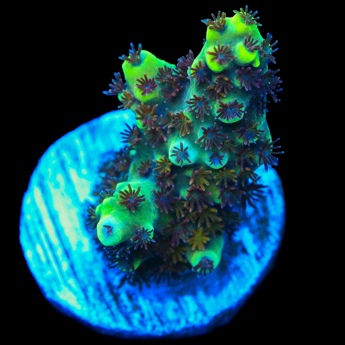 Kaleidoscope (Solomon Island Exclusive/ New Release)