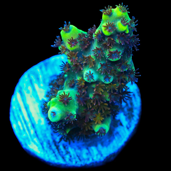 Kaleidoscope (Solomon Island Exclusive/ New Release)