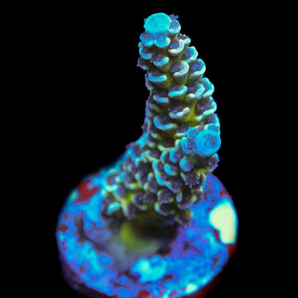 RRU Rainbow Blossom