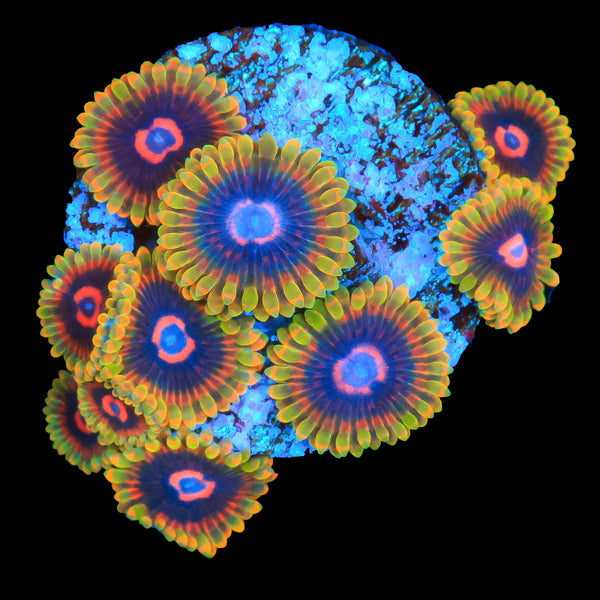 Jedi Mind Trick Zoa