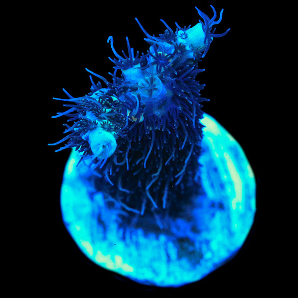 TRC'S Blizzard Storm (Solomon Island Exclusive/ New Release)