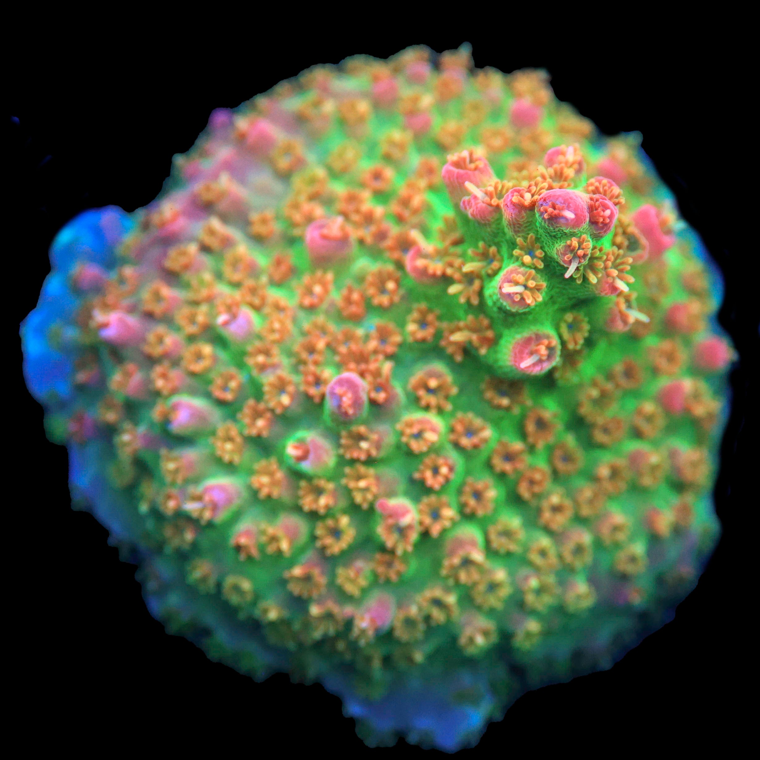 Vivid Confetti