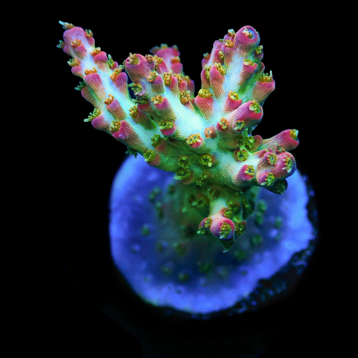Vivid Confetti