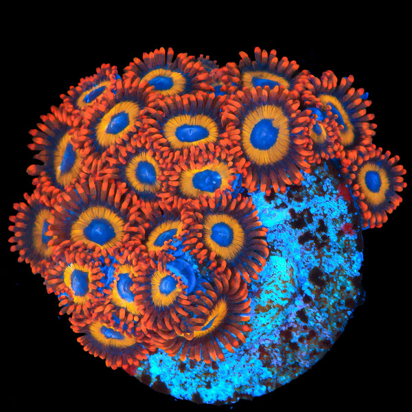 Rainbow Hornets Zoanthid