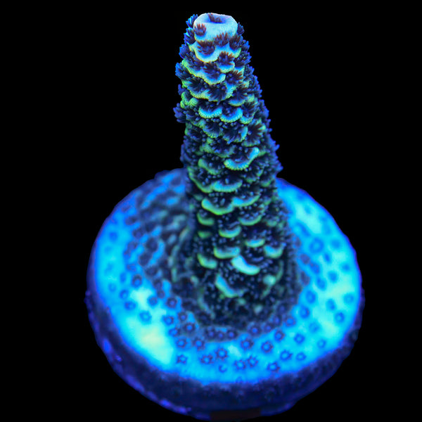 Raising Reef Blue Flame