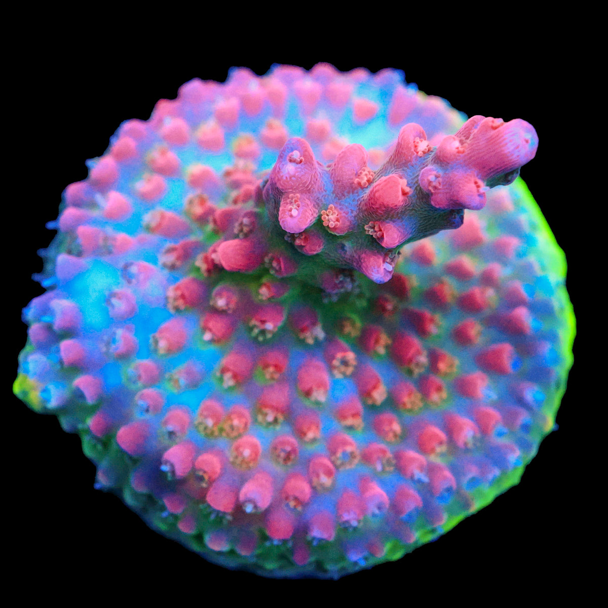 Vivid Confetti