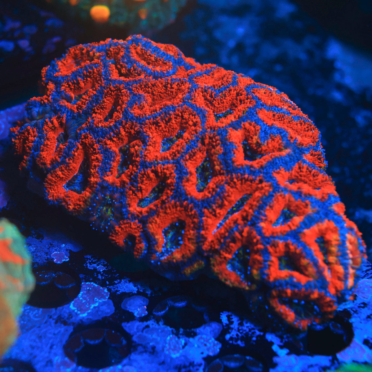 Rainbow Acan Colony