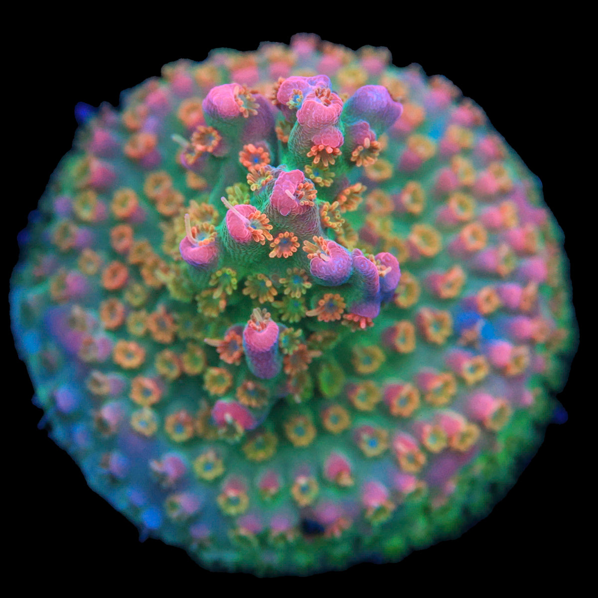 Vivid Confetti