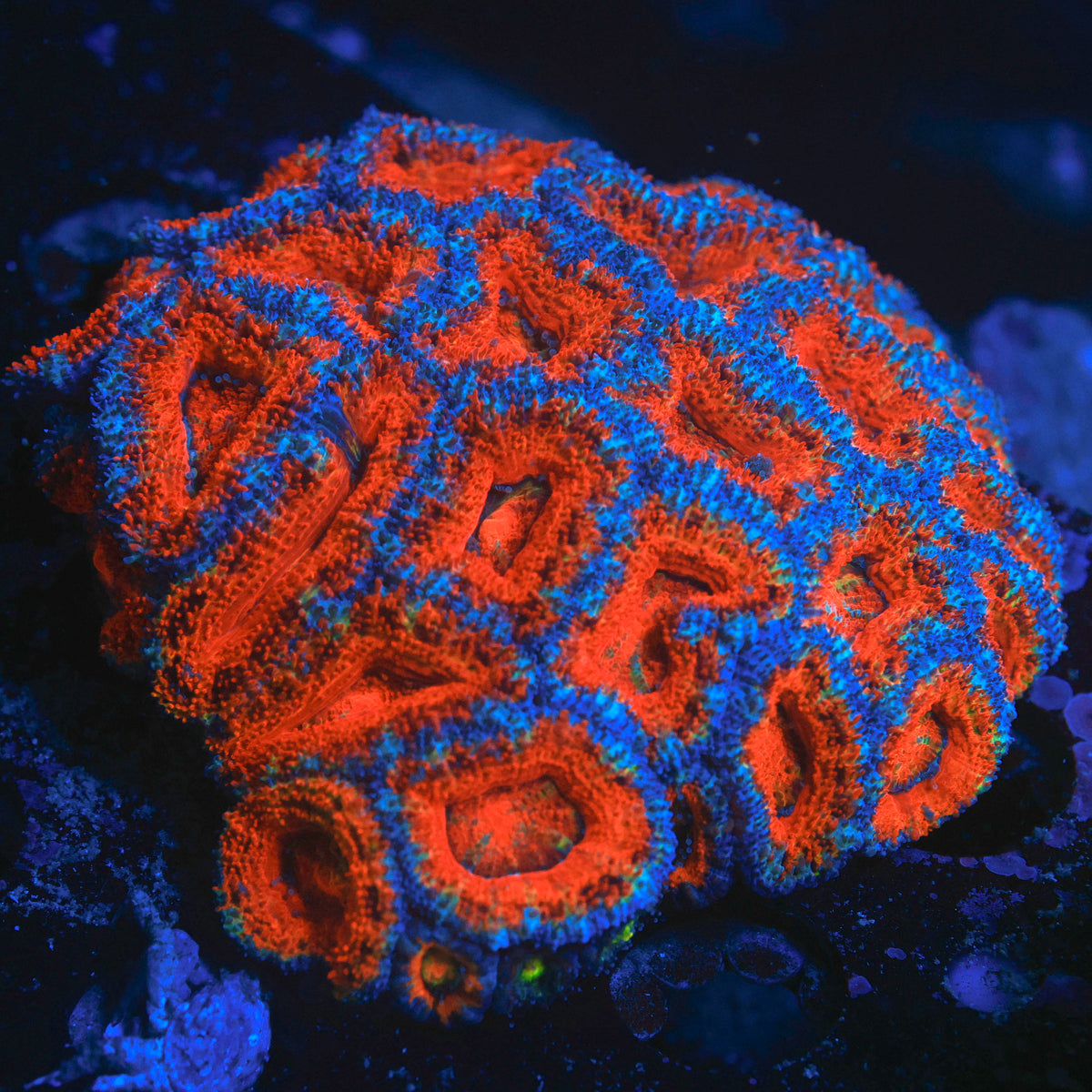 Rainbow Acan