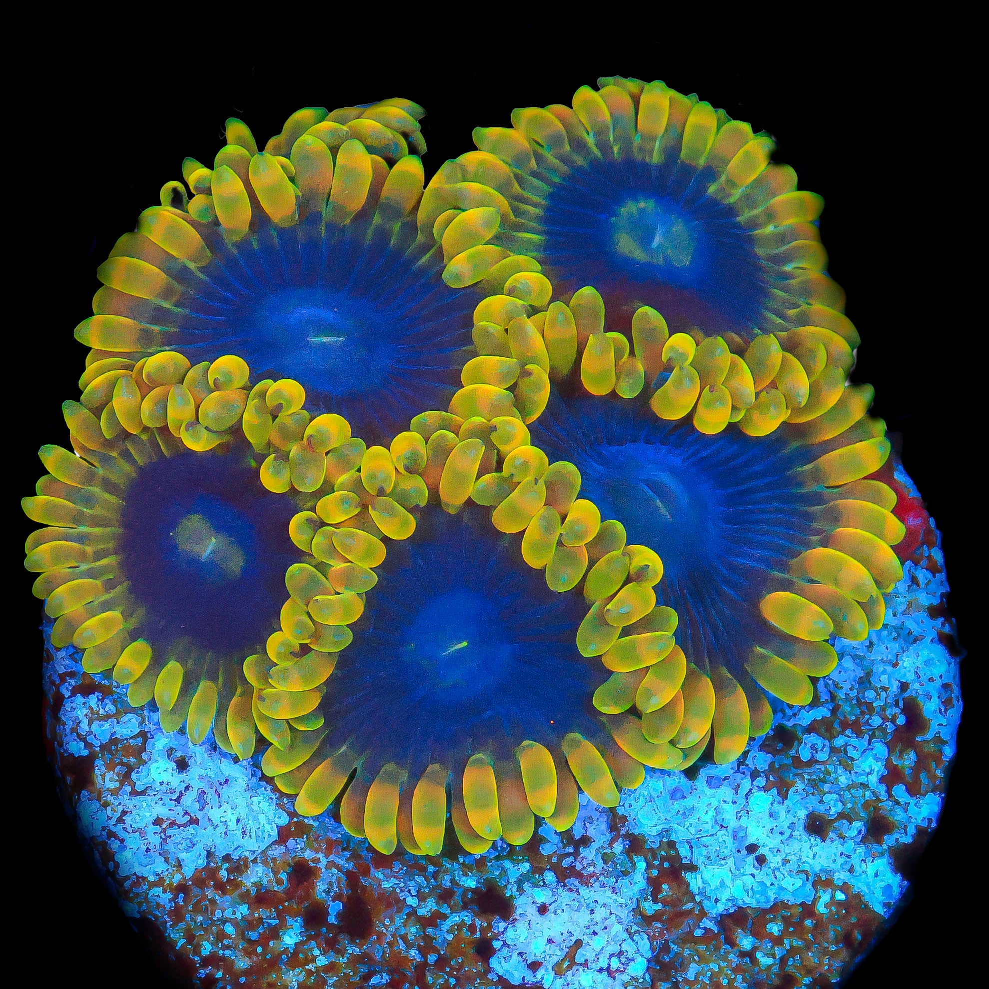 TRC Yoda Zoanthid
