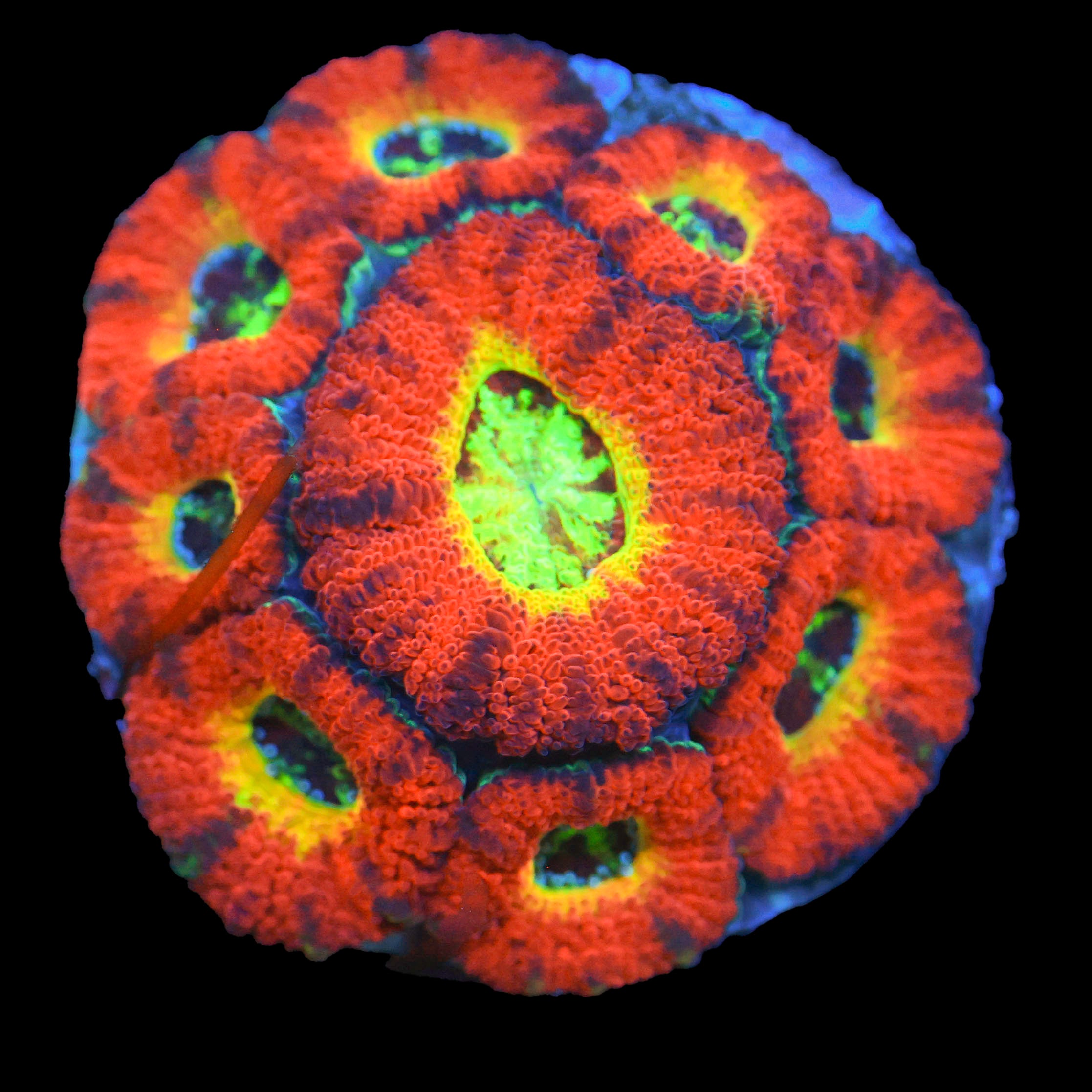 Ring of Fire Acan