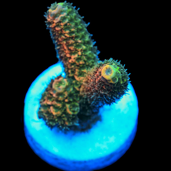 Sweet Mango Chilli Millie (Solomon Island Exclusive)