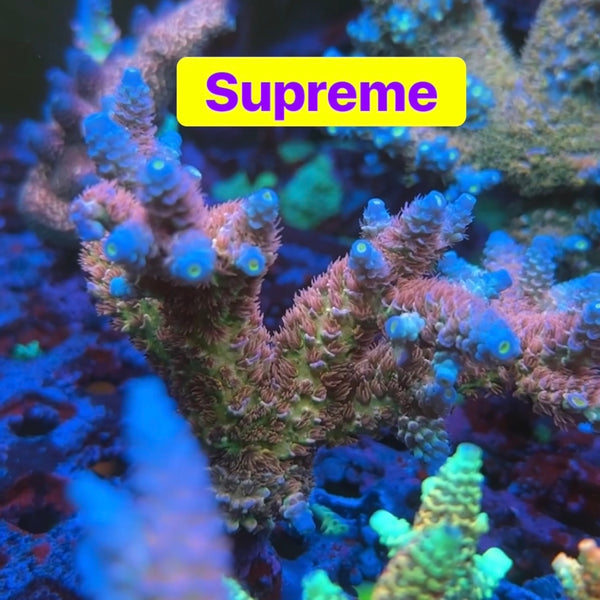 RRC Supreme