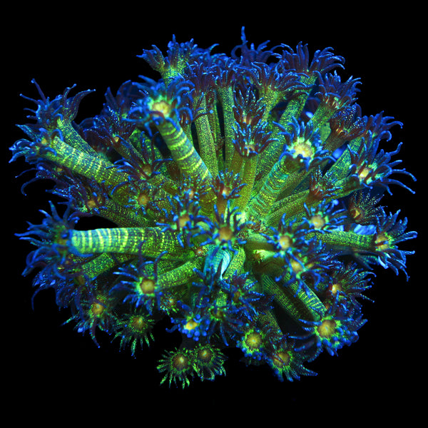 Glitter Goni (Mini Colony)