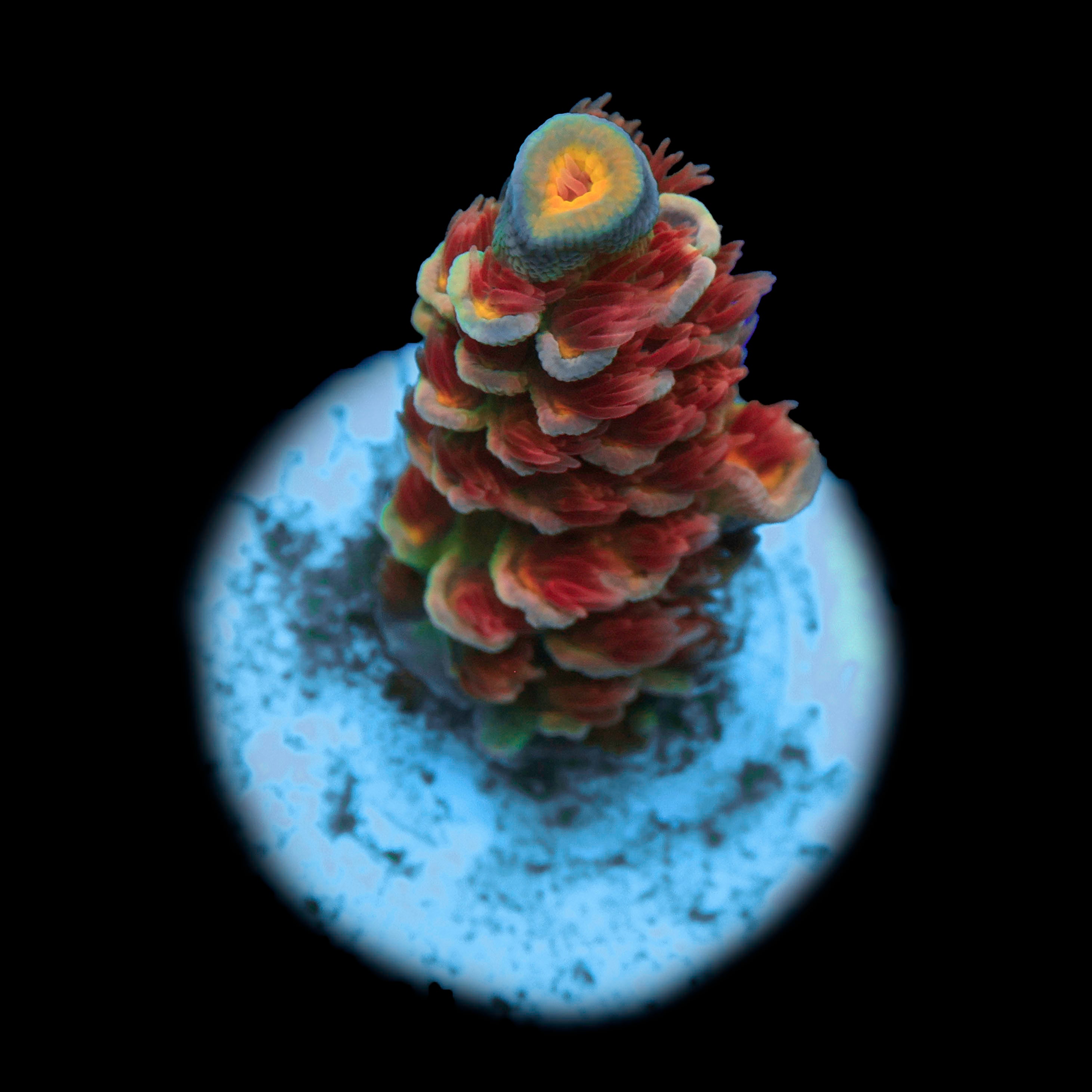 TSA Bubbleyum