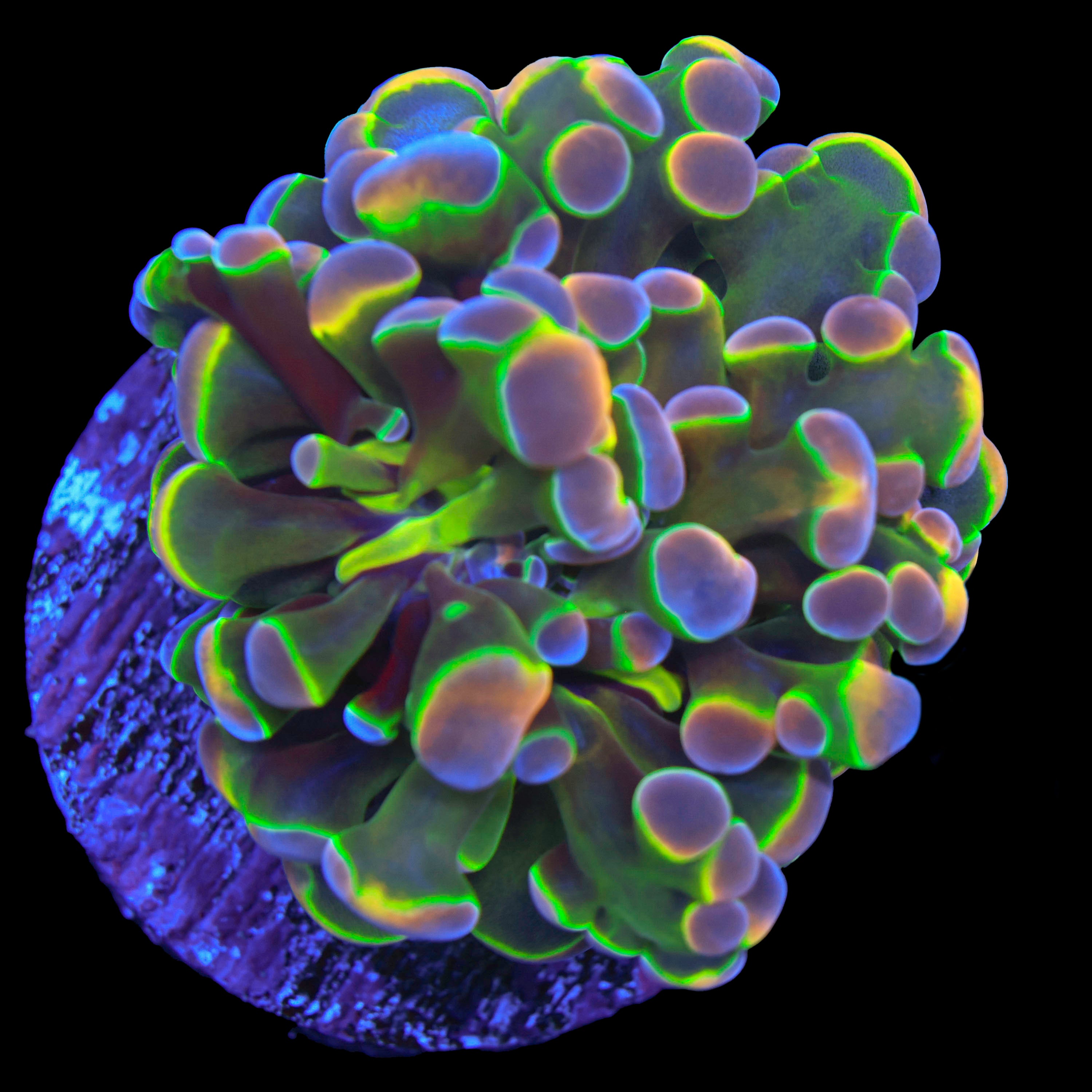 Hologram Hammer