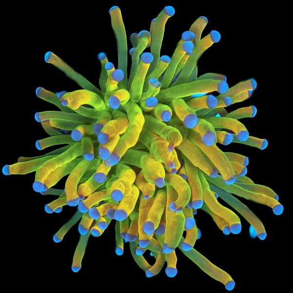 CC24K Torch Coral (Mancini Lineage)