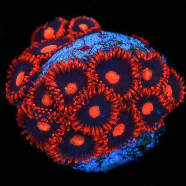 My Clementine Zoanthid