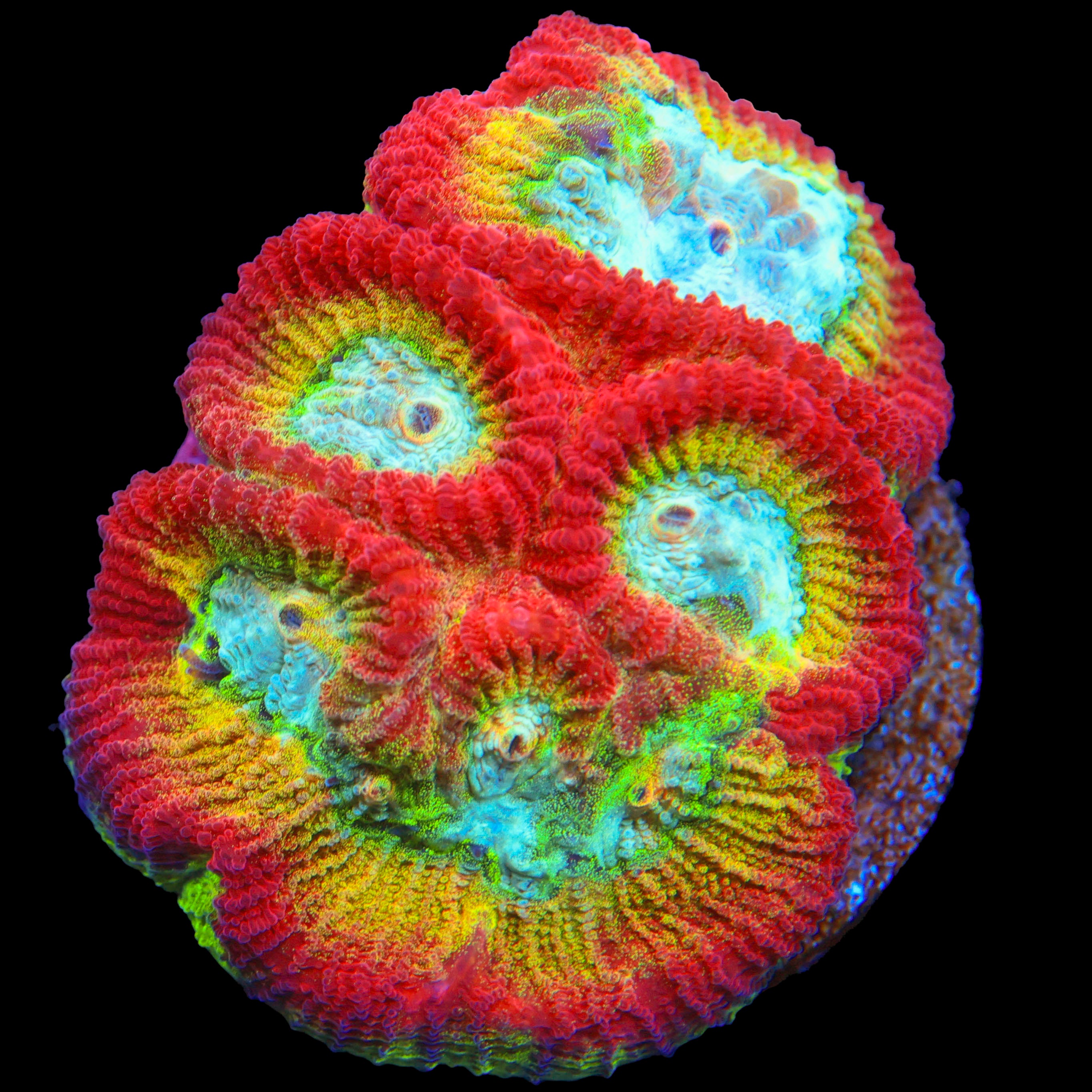WWC Fantasmo Favia (one inch frag plug)