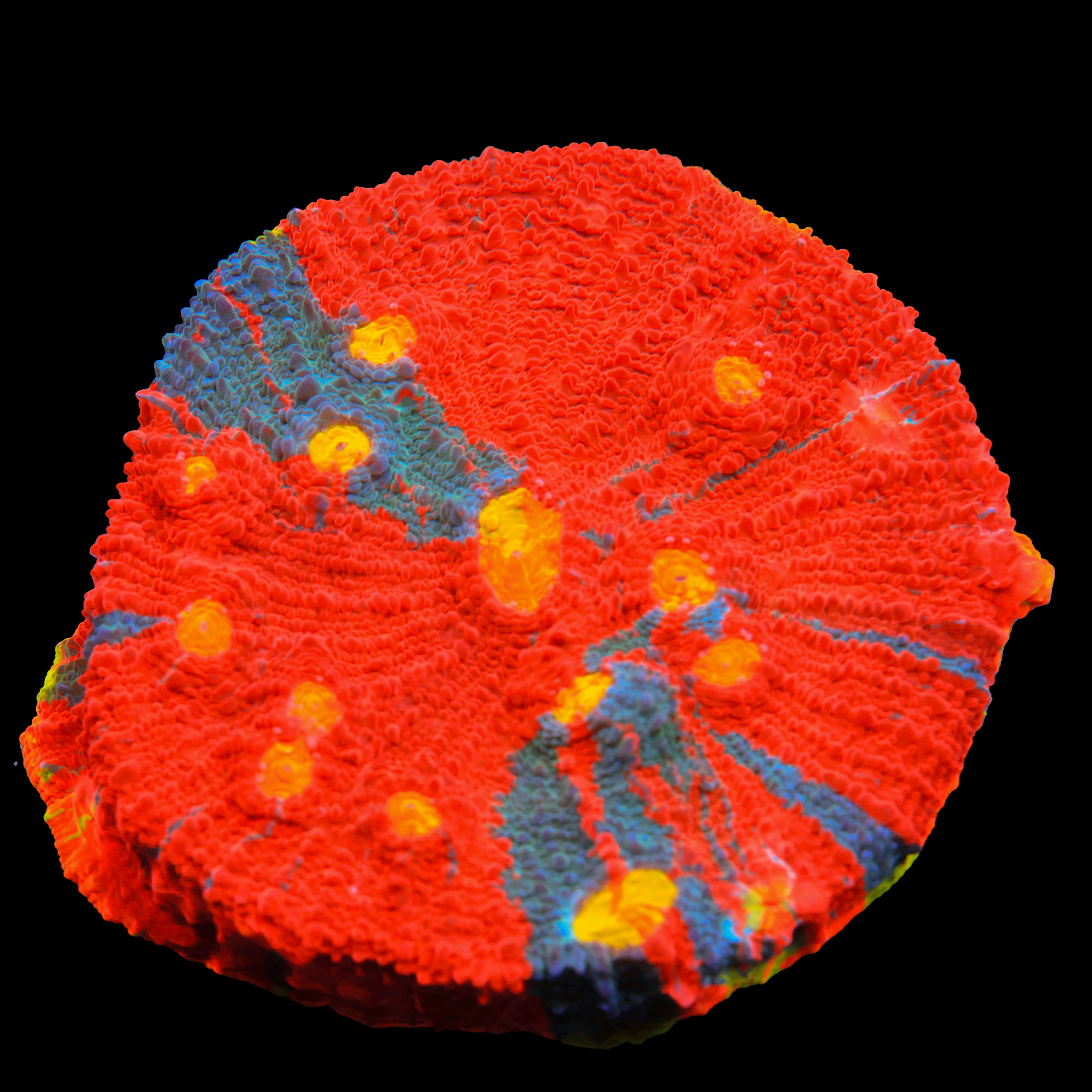 TRC Technicolor Dream Chalice (Very Chunky Frag)